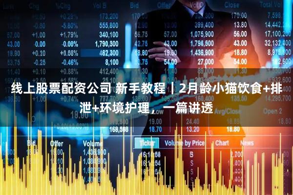 线上股票配资公司 新手教程｜2月龄小猫饮食+排泄+环境护理，一篇讲透